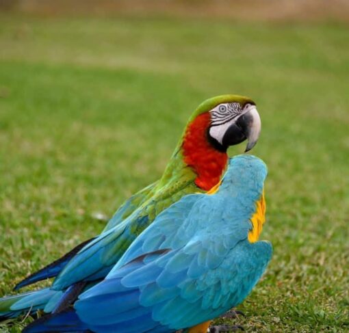 “Female Harlequin Macaw Parrot named Lakin with vibrant blue, yellow, and green feathers, perched calmly, showcasing her colorful plumage.”