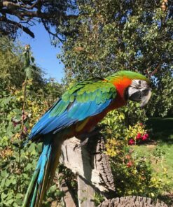 Harlequin Macaw Parrot-(Lakin)