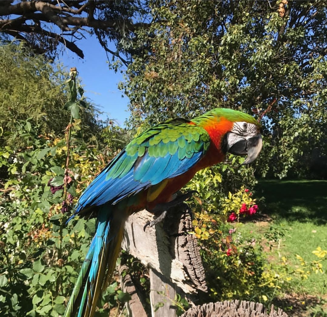 “Female Harlequin Macaw Parrot named Lakin with vibrant blue, yellow, and green feathers, perched calmly, showcasing her colorful plumage.”