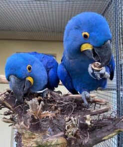 Hyacinth Macaw Parrots-(Males/Females)