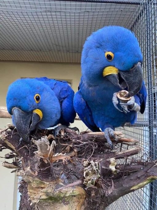 Hyacinth Macaw Parrots-(Males/Females) - Image 2