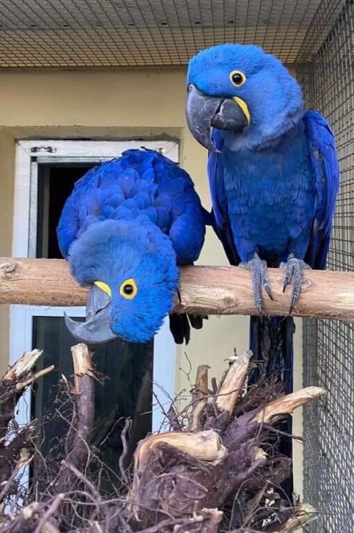 “Close-up of vibrant blue Hyacinth Macaw parrots, males and females, showing bright yellow eye rings and strong curved beaks.”