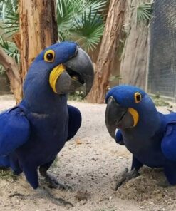 Hyacinth Macaw Parrots-(Males/Females)