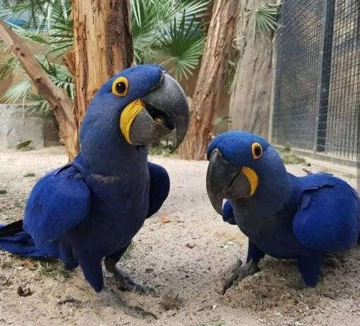 “Close-up of vibrant blue Hyacinth Macaw parrots, males and females, showing bright yellow eye rings and strong curved beaks.”