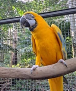 Latino Albino Macaw Parrot-(Flora)