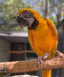 Latino Albino Macaw Parrot-(Flora)