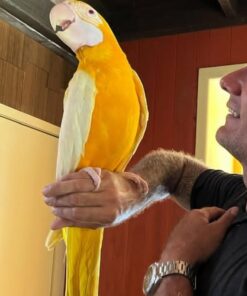 Latino Albino Macaw Parrot-(Loby)
