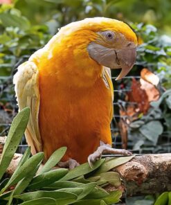 Latino Albino Macaw Parrot-(Loby)