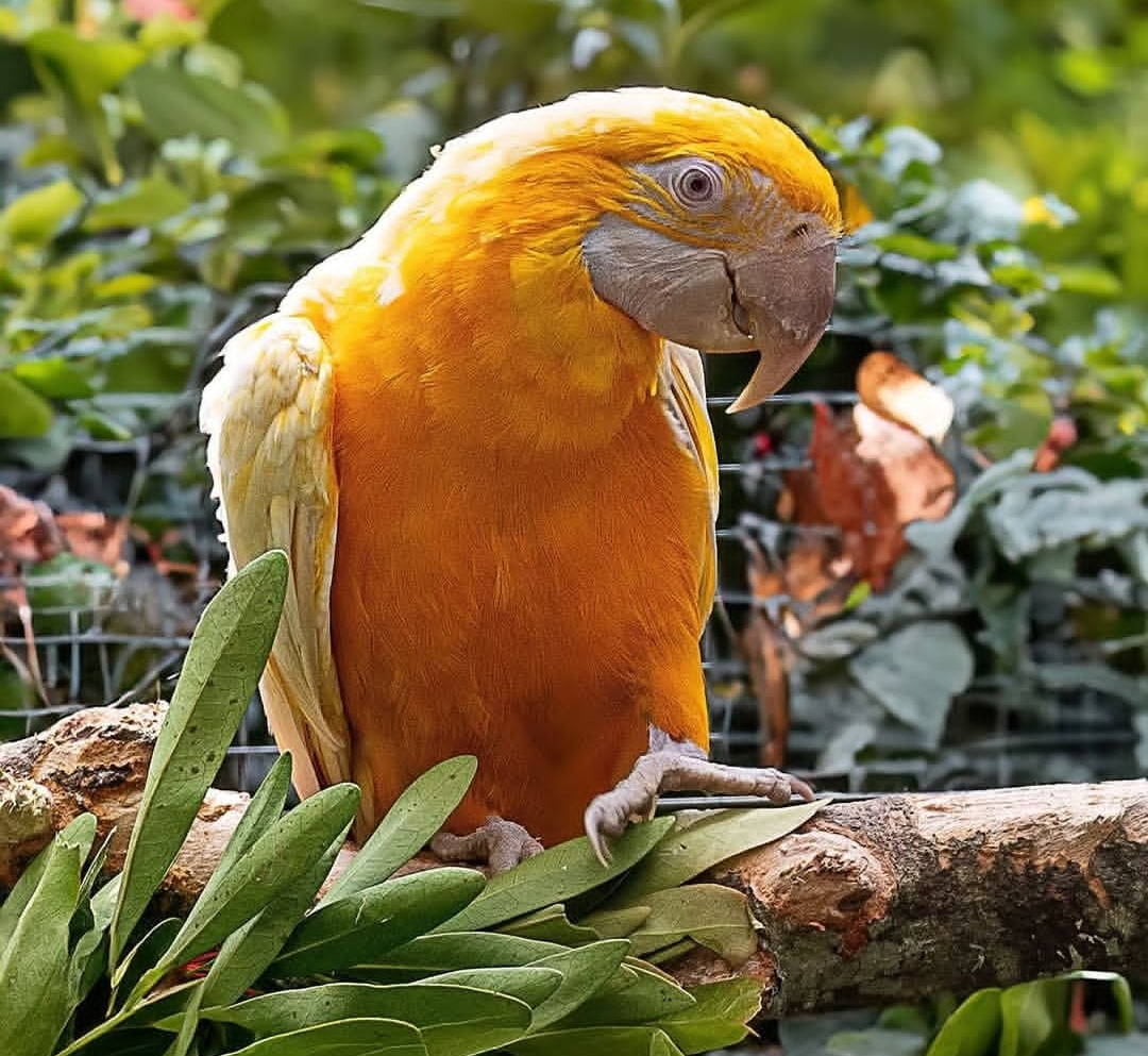 “Latino Albino Macaw Parrot named Loby with striking pure white feathers and pinkish eyes perched on a wooden branch.”