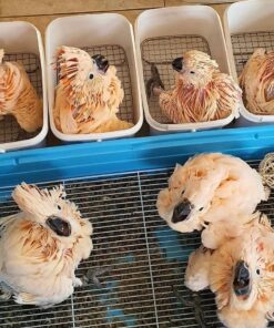 Moluccan Cockatoo Baby Parrots-Males-Females