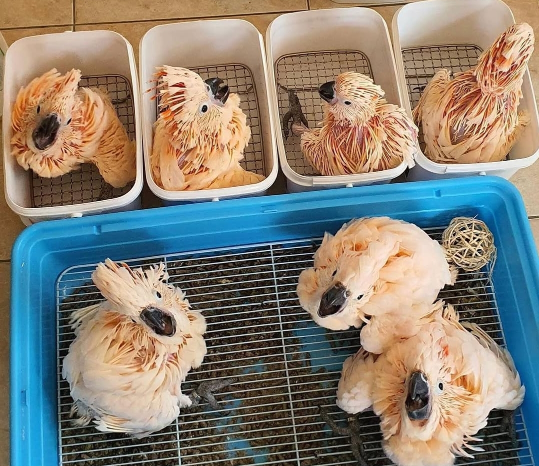 “Hand-raised Moluccan Cockatoo baby parrots – healthy male and female exotic pet birds with vibrant pink feathers.”