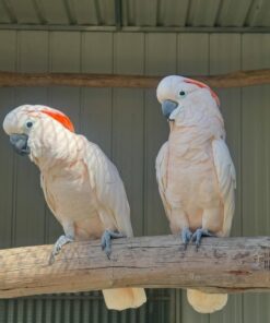 Moluccan Cockatoo Parrots-Males-Females