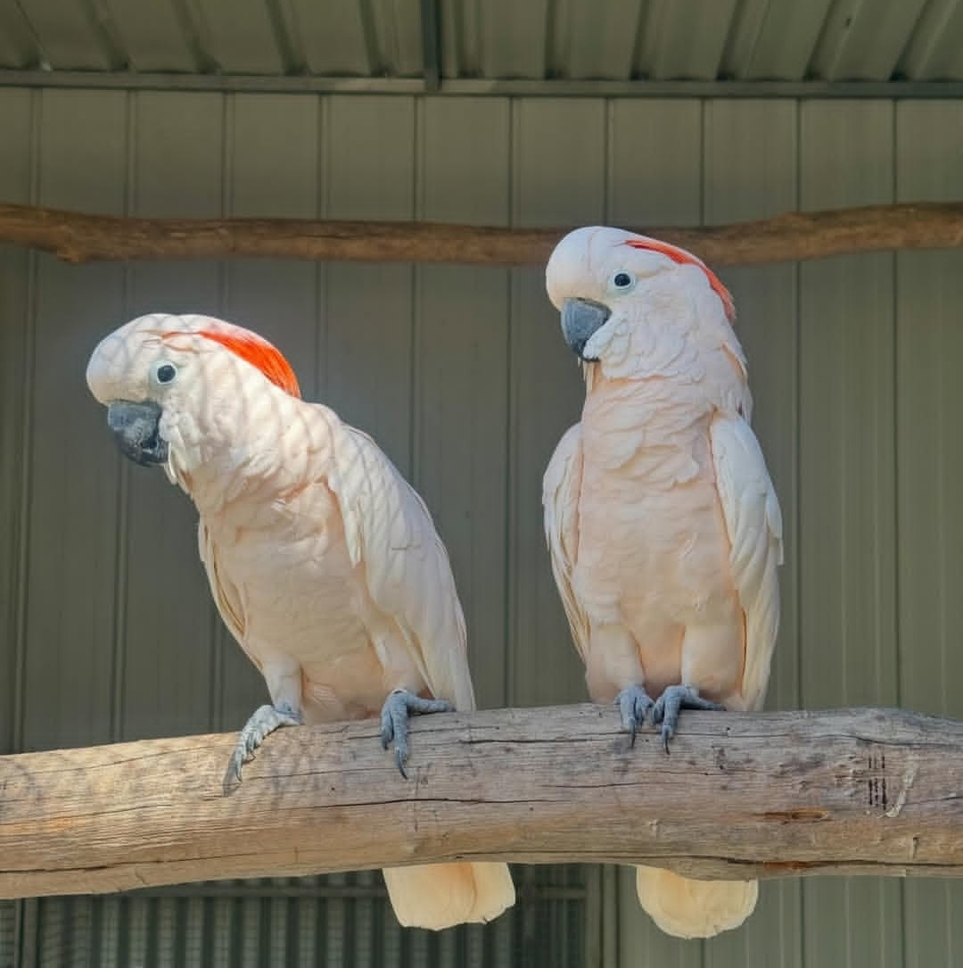 “Moluccan Cockatoo parrots males and females, exotic pink-feathered intelligent birds, healthy and fully vaccinated, perfect pets for bird lovers.”