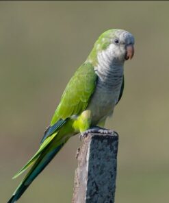 Monk Parakeet Bird-(Nana)