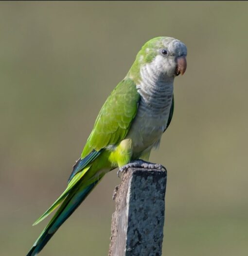 Female Monk Parakeet Bird Nana, 1 year old, vibrant green feathers, playful and friendly pet, fully vaccinated companion bird