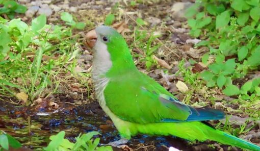 Female Monk Parakeet Bird Nana, 1 year old, vibrant green feathers, playful and friendly pet, fully vaccinated companion bird