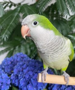 Monk Parakeet Bird-(Nana)
