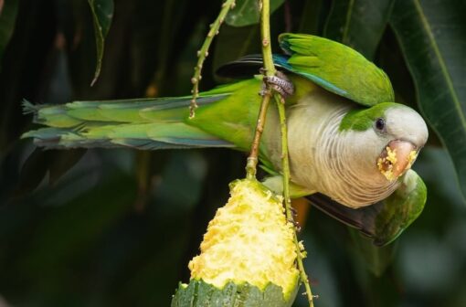Monk Parakeet Bird-(Nana) - Image 4