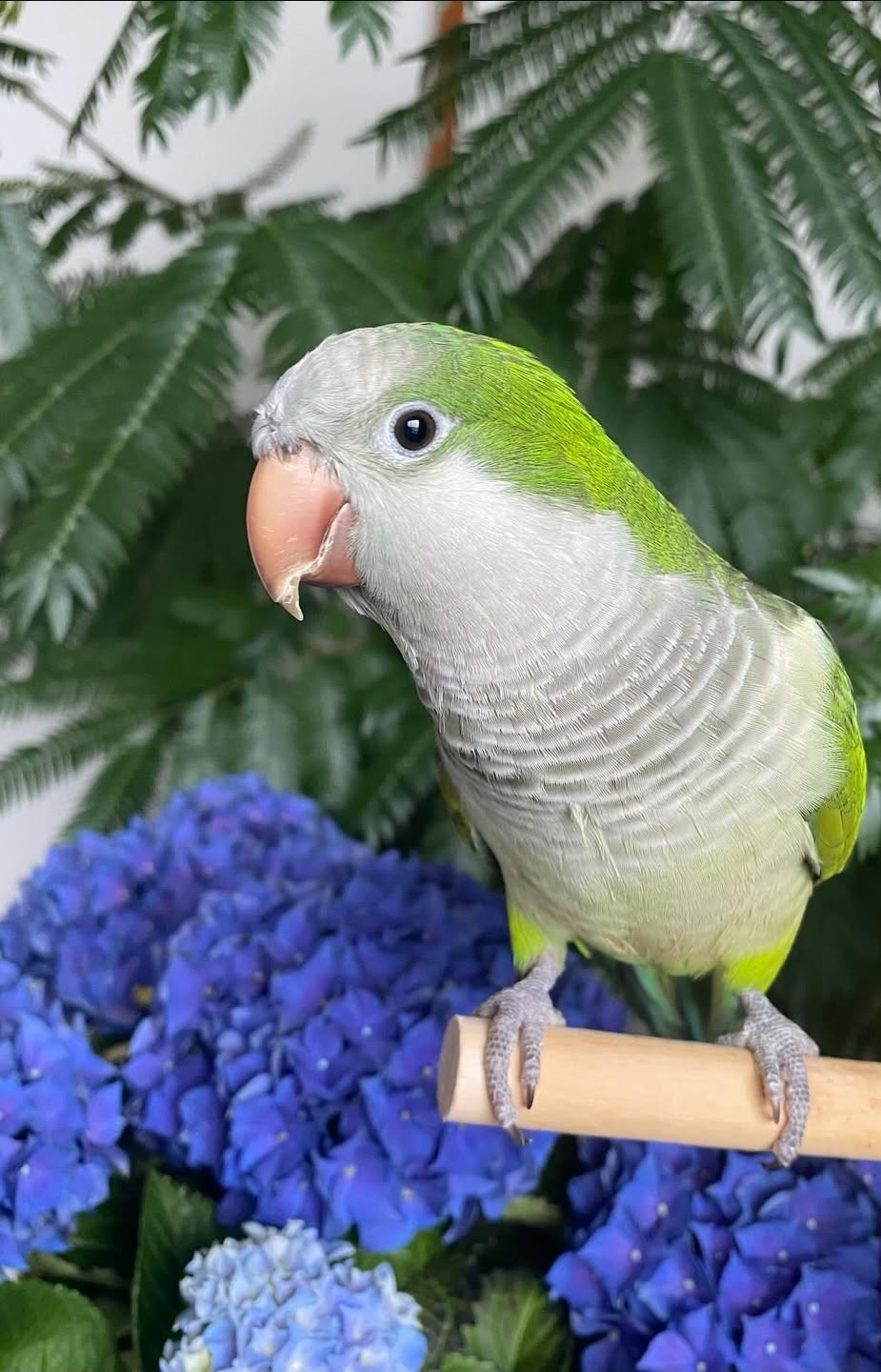 Female Monk Parakeet Bird Nana, 1 year old, vibrant green feathers, playful and friendly pet, fully vaccinated companion bird