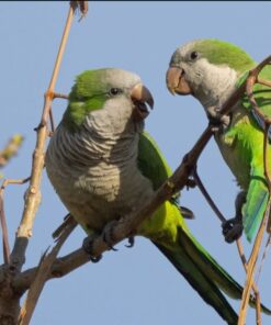 Monk Parakeet Birds-Males And Females
