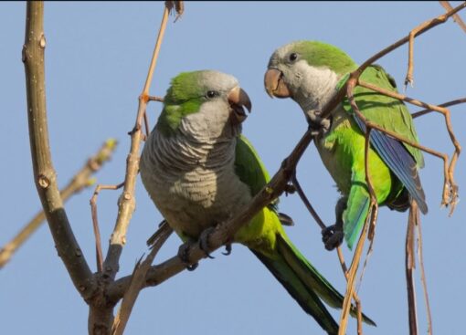 Monk Parakeet Birds-Males And Females - Image 2