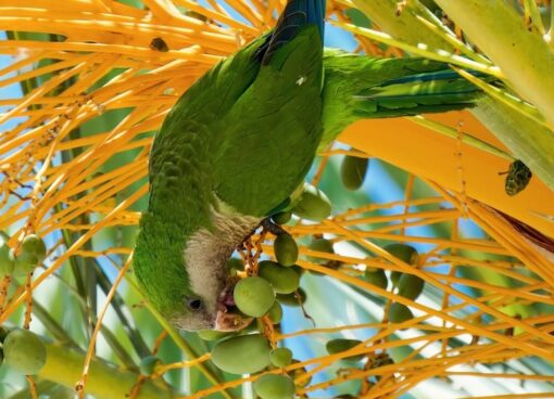 “Bright green Monk Parakeet birds, healthy males and females, hand-tamed and fully vaccinated, perched on a branch”