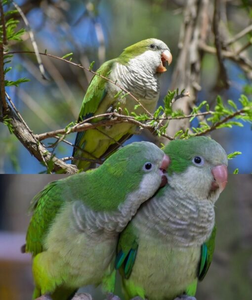 Monk Parakeet Birds-Males And Females - Image 4