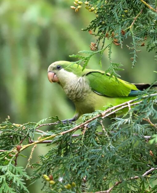 “Bright green Monk Parakeet birds, healthy males and females, hand-tamed and fully vaccinated, perched on a branch”