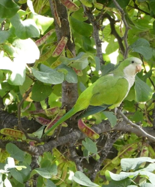 Vibrant Monk Parakeet birds, males and females, hand-tamed and fully vaccinated – perfect companions for bird lovers and enthusiasts!