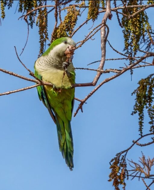 “Bright green Monk Parakeet birds, healthy males and females, hand-tamed and fully vaccinated, perched on a branch”