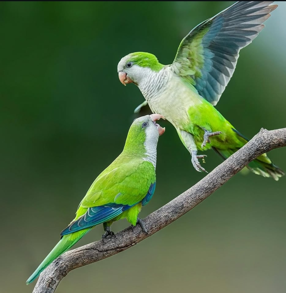 “Bright green Monk Parakeet birds, healthy males and females, hand-tamed and fully vaccinated, perched on a branch”
