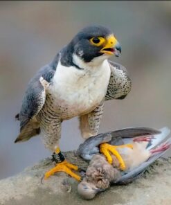 Peregrine Falcon Birds-(Males/Females)