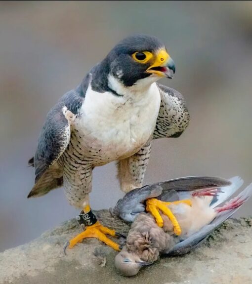 Image of Peregrine Falcon birds, male and female, perched gracefully showcasing their sleek feathers and sharp, keen eyes.