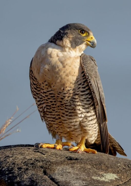 Image of Peregrine Falcon birds, male and female, perched gracefully showcasing their sleek feathers and sharp, keen eyes.