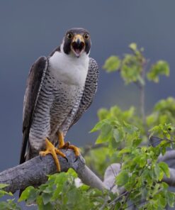 Peregrine Falcon Birds-(Males/Females)