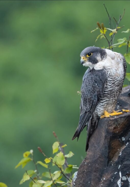 Image of Peregrine Falcon birds, male and female, perched gracefully showcasing their sleek feathers and sharp, keen eyes.