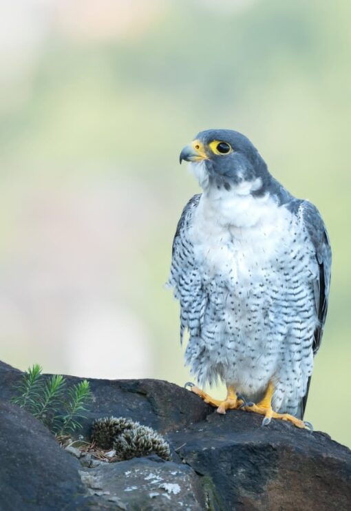 Image of Peregrine Falcon birds, male and female, perched gracefully showcasing their sleek feathers and sharp, keen eyes.