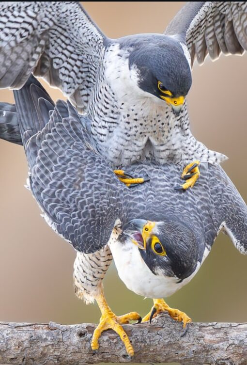 Majestic Peregrine Falcons (Males & Females) — symbols of speed, strength, and wild beauty.