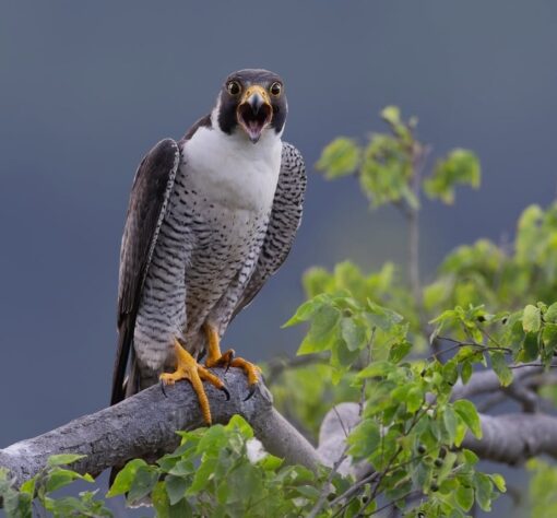 Image of Peregrine Falcon birds, male and female, perched gracefully showcasing their sleek feathers and sharp, keen eyes.