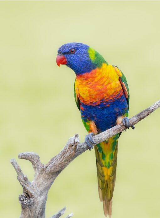 “Colorful Rainbow Lorikeet parrots, males and females, vibrant plumage, healthy and friendly exotic birds”