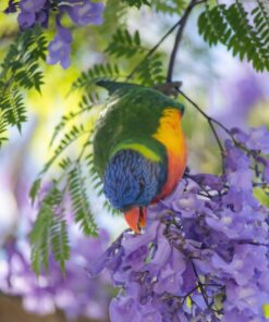 Rainbow Lorikeet Parrots-Males-Females