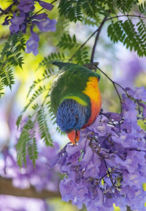 “Colorful Rainbow Lorikeet parrots, males and females, vibrant plumage, healthy and friendly exotic birds”