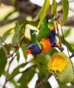 Rainbow Lorikeet Parrots-Males-Females