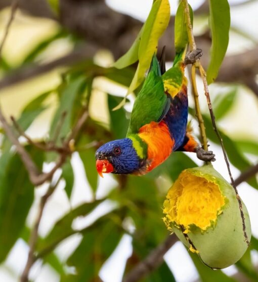 “Colorful Rainbow Lorikeet parrots, males and females, vibrant plumage, healthy and friendly exotic birds”