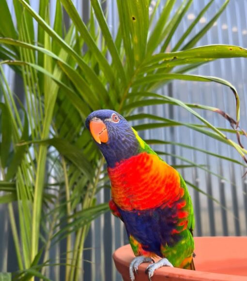 “Colorful Rainbow Lorikeet parrots, males and females, vibrant plumage, healthy and friendly exotic birds”