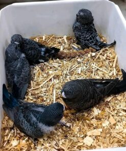 Red Tail Black Cockatoo Baby Parrots