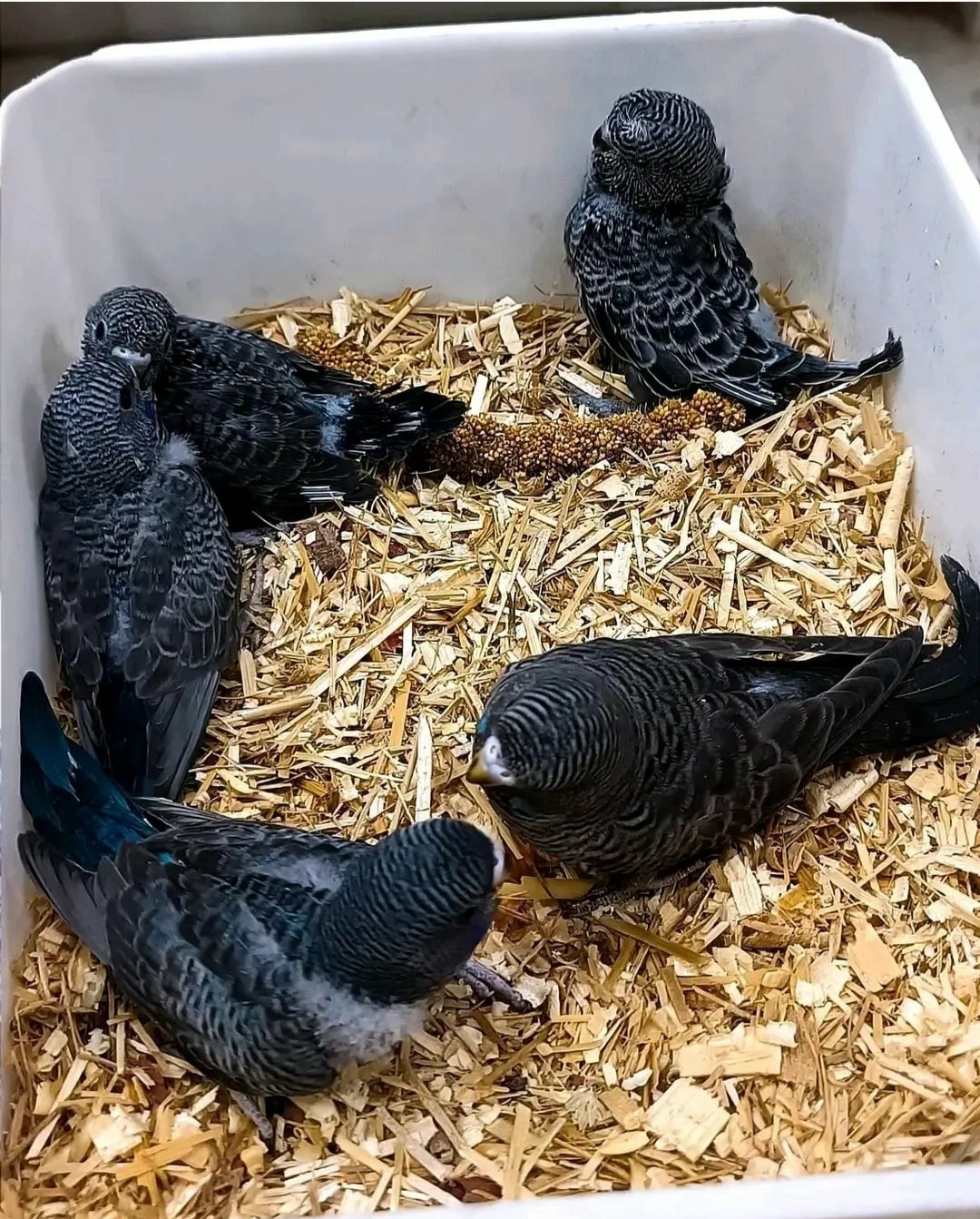 “Close-up of healthy male and female Red Tail Black Cockatoo baby parrots showing glossy black feathers and vibrant red tail feathers.”