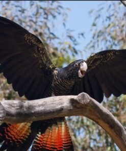 Red Tail Black Cockatoo Parrot-(Rama)