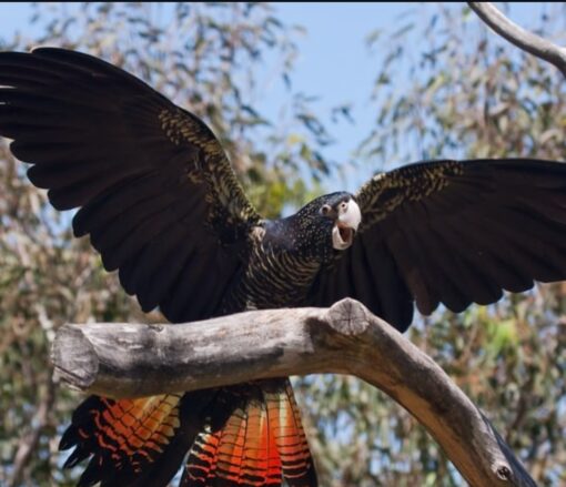 “Female Red Tail Black Cockatoo Parrot Rama – 1-year-old exotic parrot with glossy black feathers and vibrant red tail, healthy and vaccinated.”
