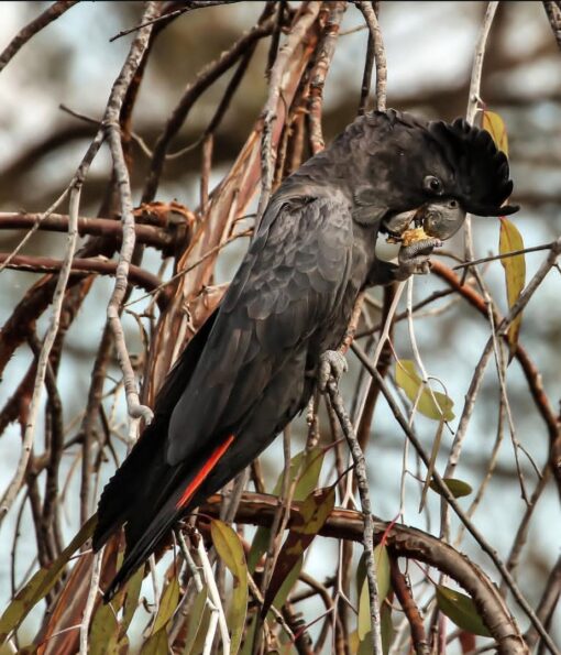 “Female Red Tail Black Cockatoo Parrot Rama – 1-year-old exotic parrot with glossy black feathers and vibrant red tail, healthy and vaccinated.”